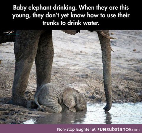 Baby elephant cuteness