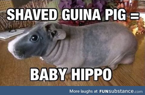 You get a hippo when you shave a guinea pig