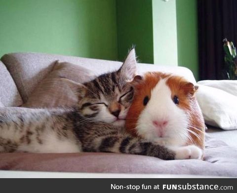 A kitty and a guinea