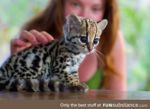 Baby Ocelot