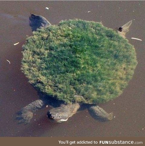 Some turtles are an island