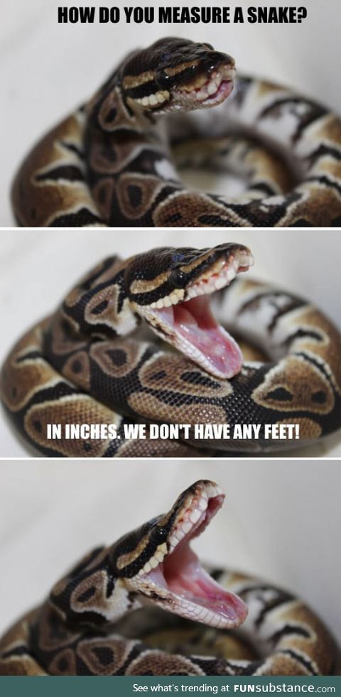 Snake humor