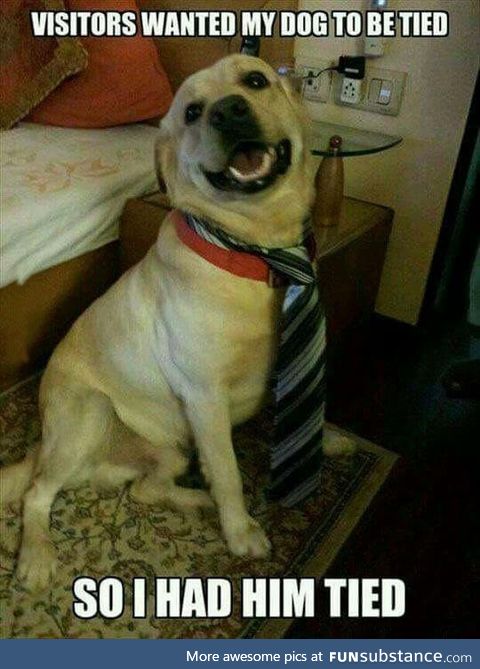 When they say to tie the dog, you tie the dog