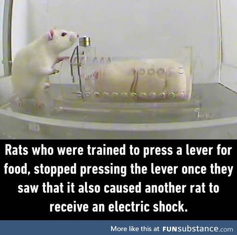 When rats are more human than humans