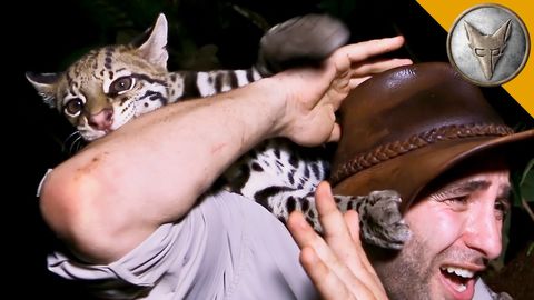 Guy finds wild ocelot and plays with it