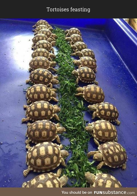 Tortoises buffet