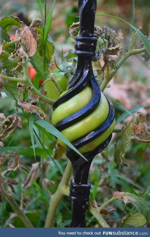 Tomato in the fence