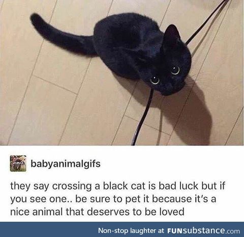 Cat love