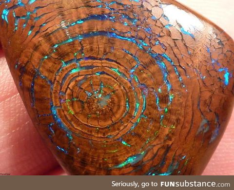 A 100 million year old tree fossil with fire opal growth rings
