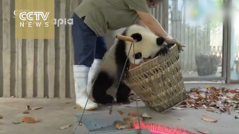 Pandas create trouble as staff cleans their house