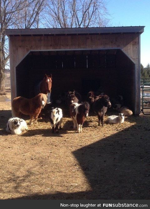 I went to a small farm and said "Hello animals" to the animals and they all