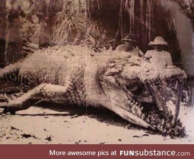 The biggest croc ever found, at 8.6m (28ft). Shot by a hunter in Queensland, Australia in
