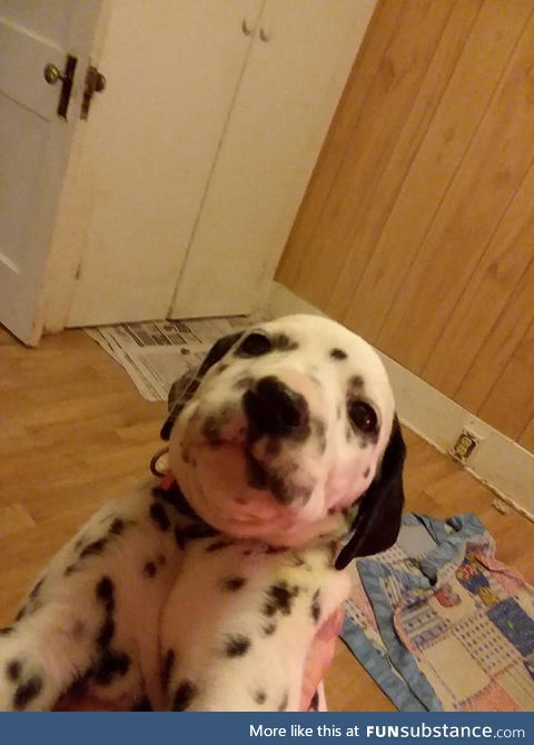 This puppy looks like it accidentally opened the front facing camera