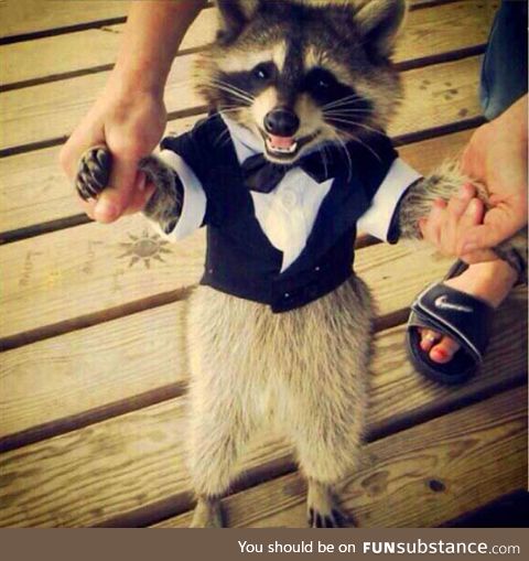 Raccoon in a tuxedo