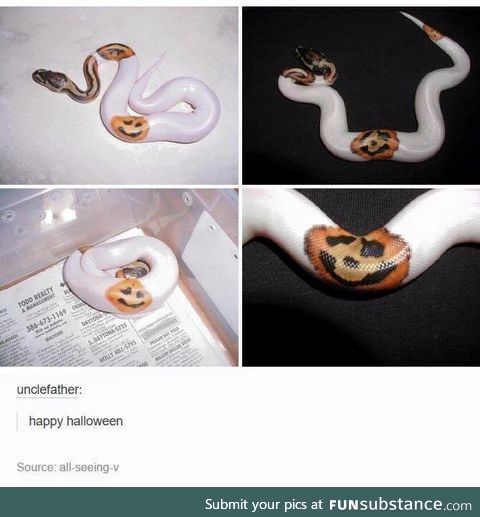 Pumpkin snek