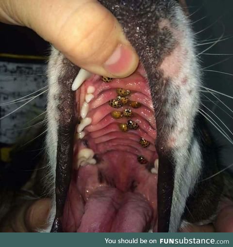 Make sure to check the roof of your dogs mouths! ???? These Asian beetles look like