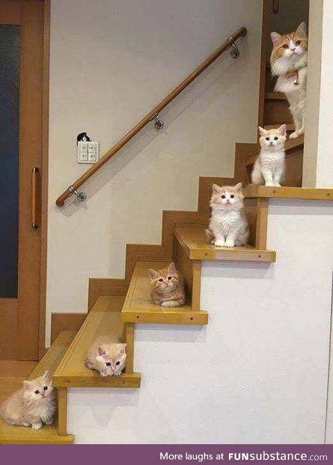 A lovely cat family