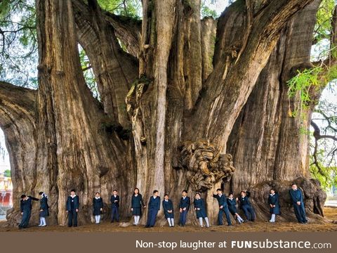The Tule Tree in Mexico has the girthiest trunk of any tree in the world. It could be