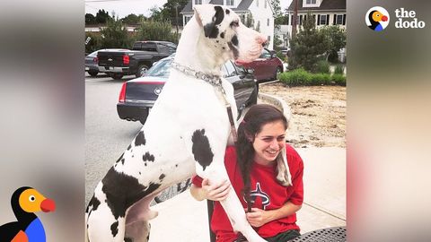 Kernel the Great Dane pouts until he gets his daily hug