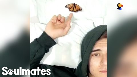 Guy becomes best friends with a Butterfly