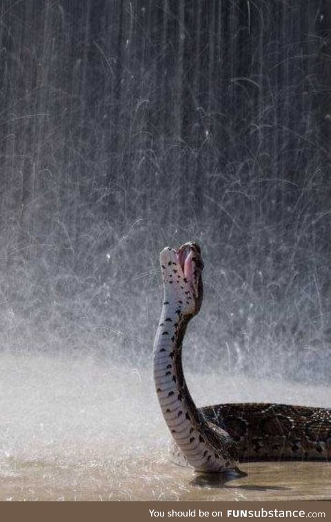 There's sneks in this motherf*cking rain