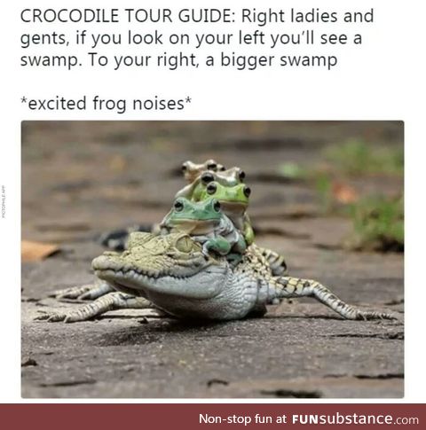 El crocodilo will make them croak