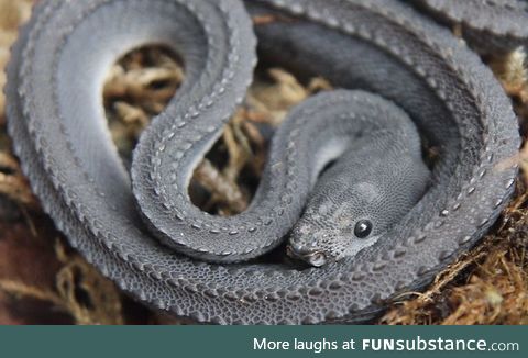 Xenodermus Javanicus aka The Dragonsnake