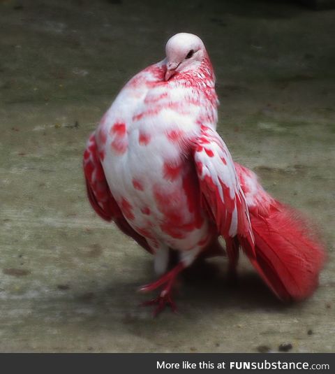 This white and red pigeon is prettier than you