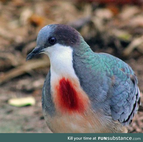 Luzon Bleeding Heart Dove/Pigoen (have no fear-- it isn't hurt)