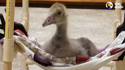 Rescued baby Goose learns to walk for the first time in it's life