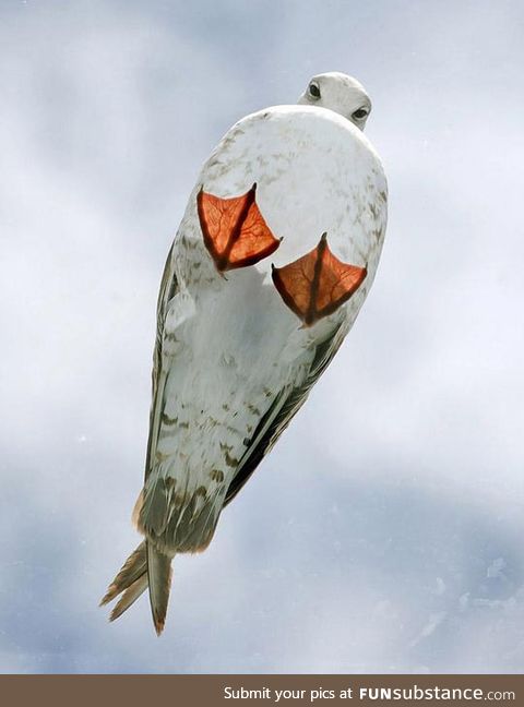 Just a seagull on a glass roof