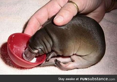 This is a baby platypus