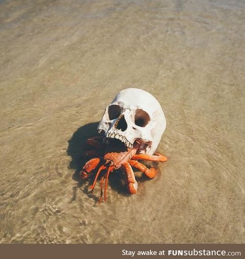 Edgy hermit crab uses a skull as a shell
