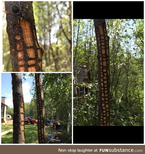 The pattern this wasp peels the bark off a tree