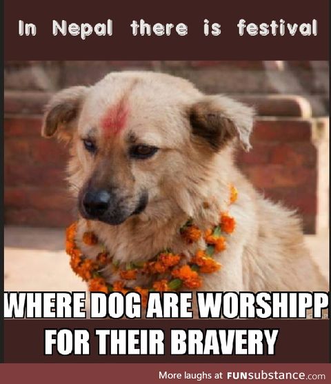 We celebrate dogs festival too