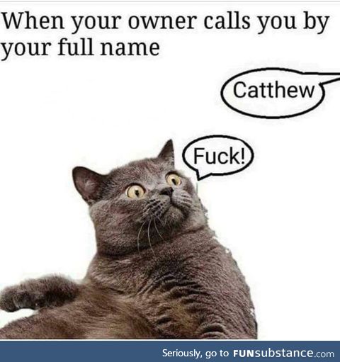 Catthew!