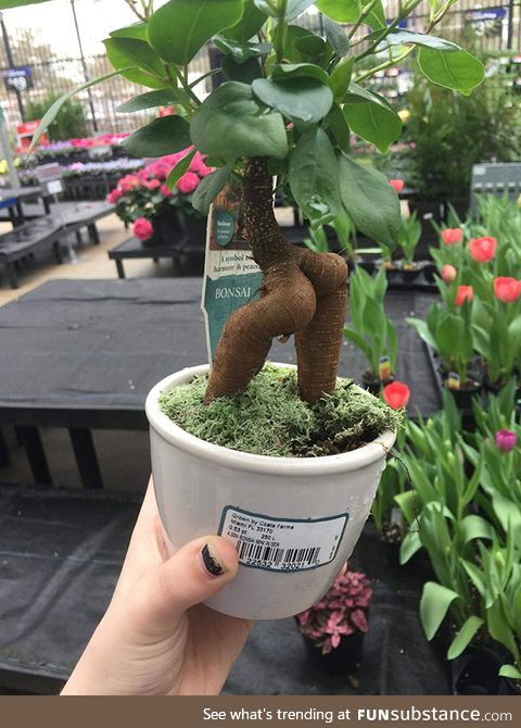 Sexy bonsai