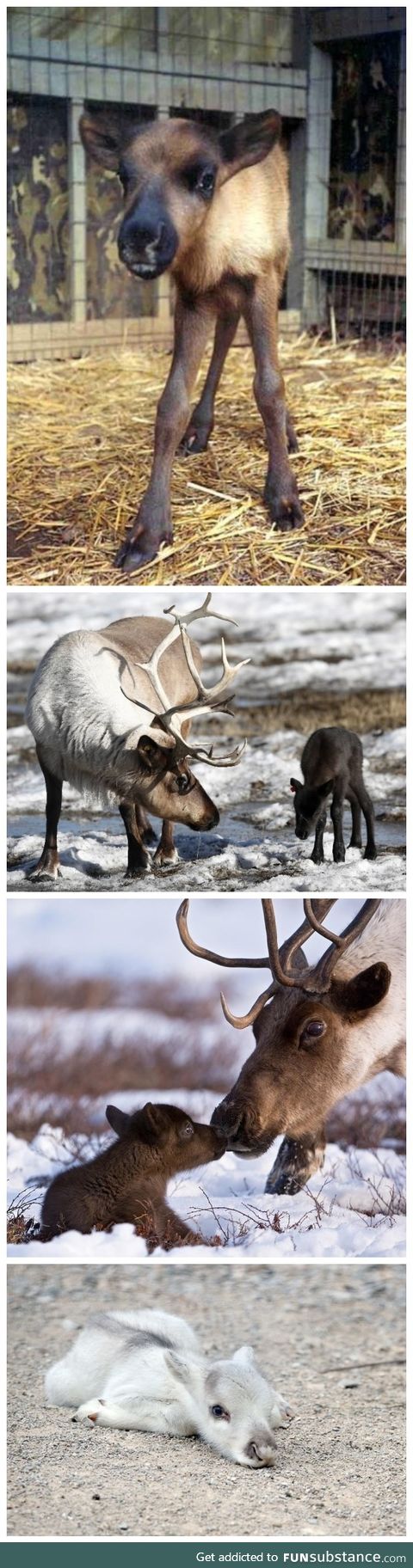 Baby Reindeers