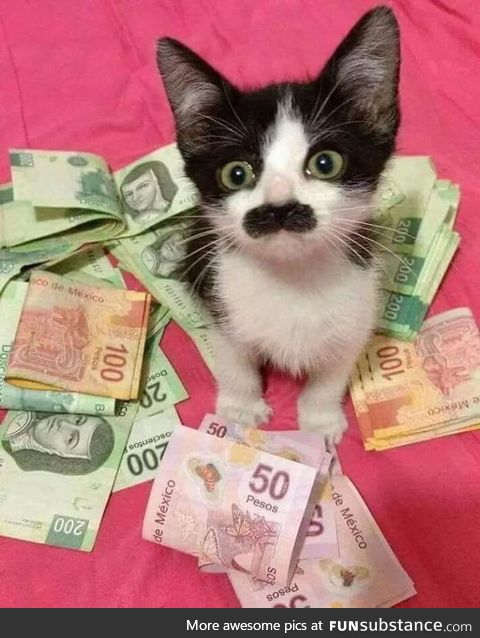 This is Carlos el gatito, infiltrated cop in the Mexican drug cartel. Just upvote and