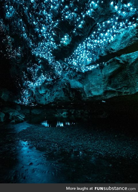 A New Zealand Cave Lit Solely by Glow Worms