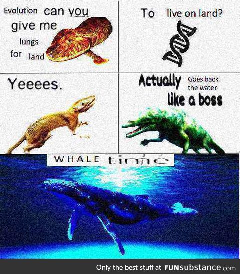 whale