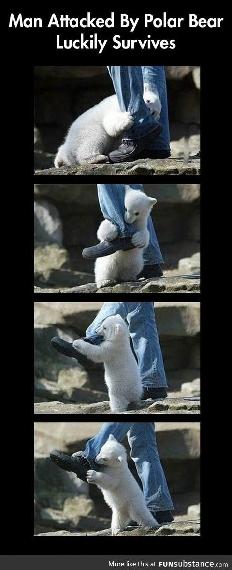 Man survives polar bear attack