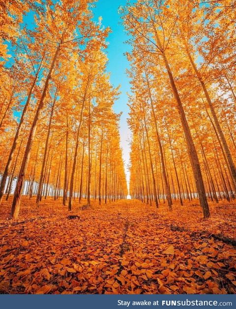 The colour and symmetry of these trees