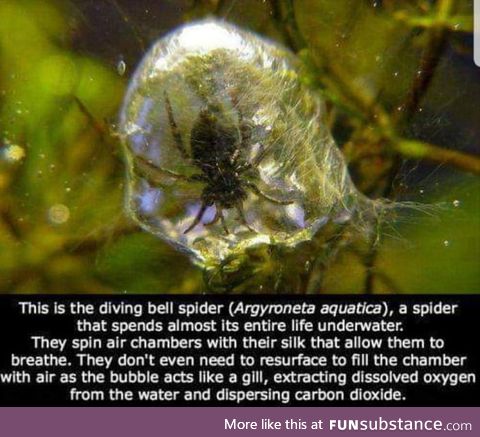 Underwater spider!!!!