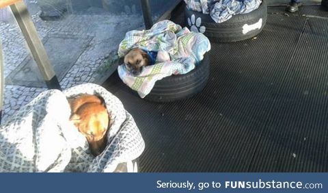 Bus station in Brazil takes in stray dogs and makes them special beds to protect them