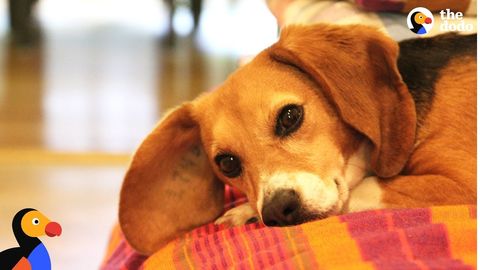 Frannie and Gertie: two beagles rescued and reunited from animal testing lab