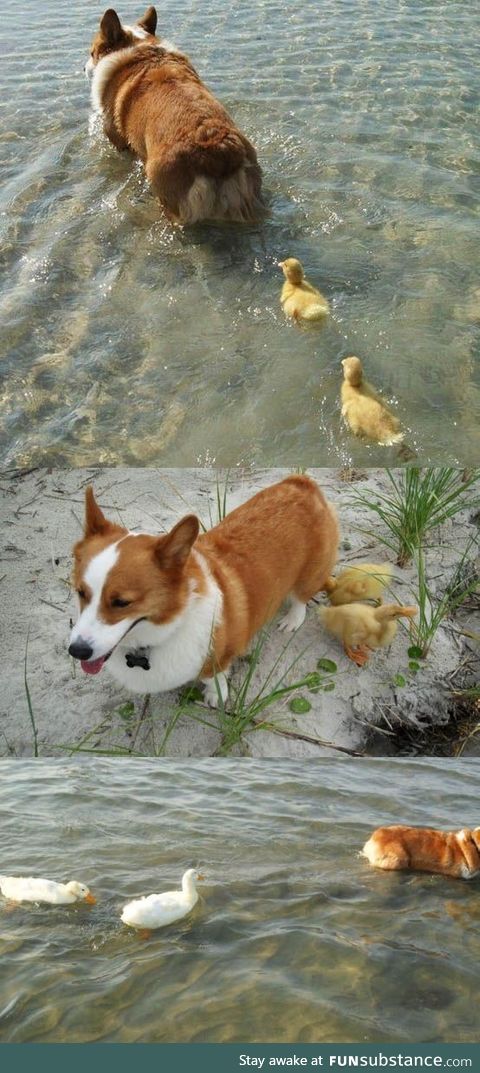 When duck mother is dog