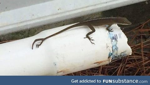 This lizard shed its tail and grew a new one to replace the old: But also grew a fifth