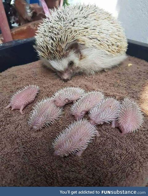 Mama sonic and her pups