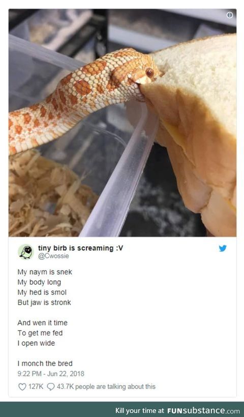 Danger noodle